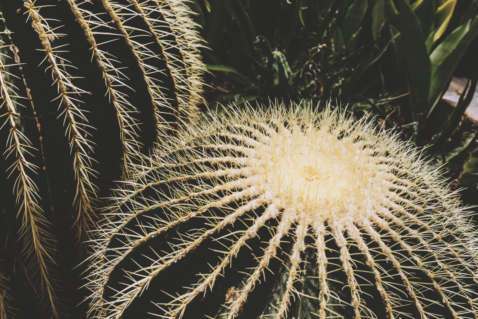 Golden barrel cacti photographed by Scott Webb, with natural green ribs and pale gold spines